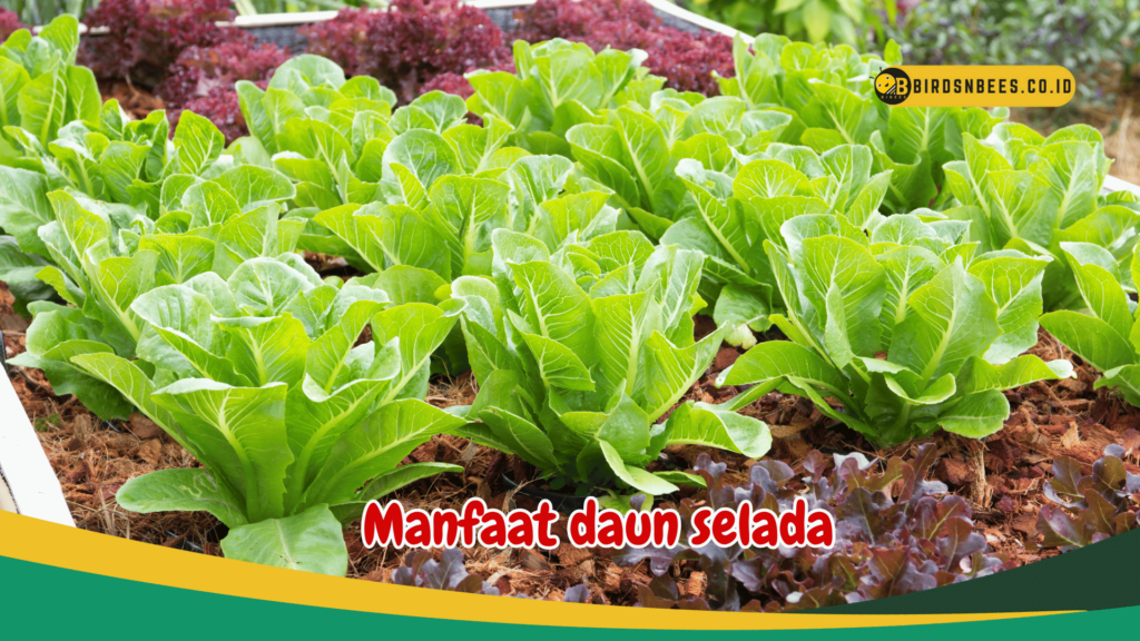 Manfaat daun selada Manfaat daun selada