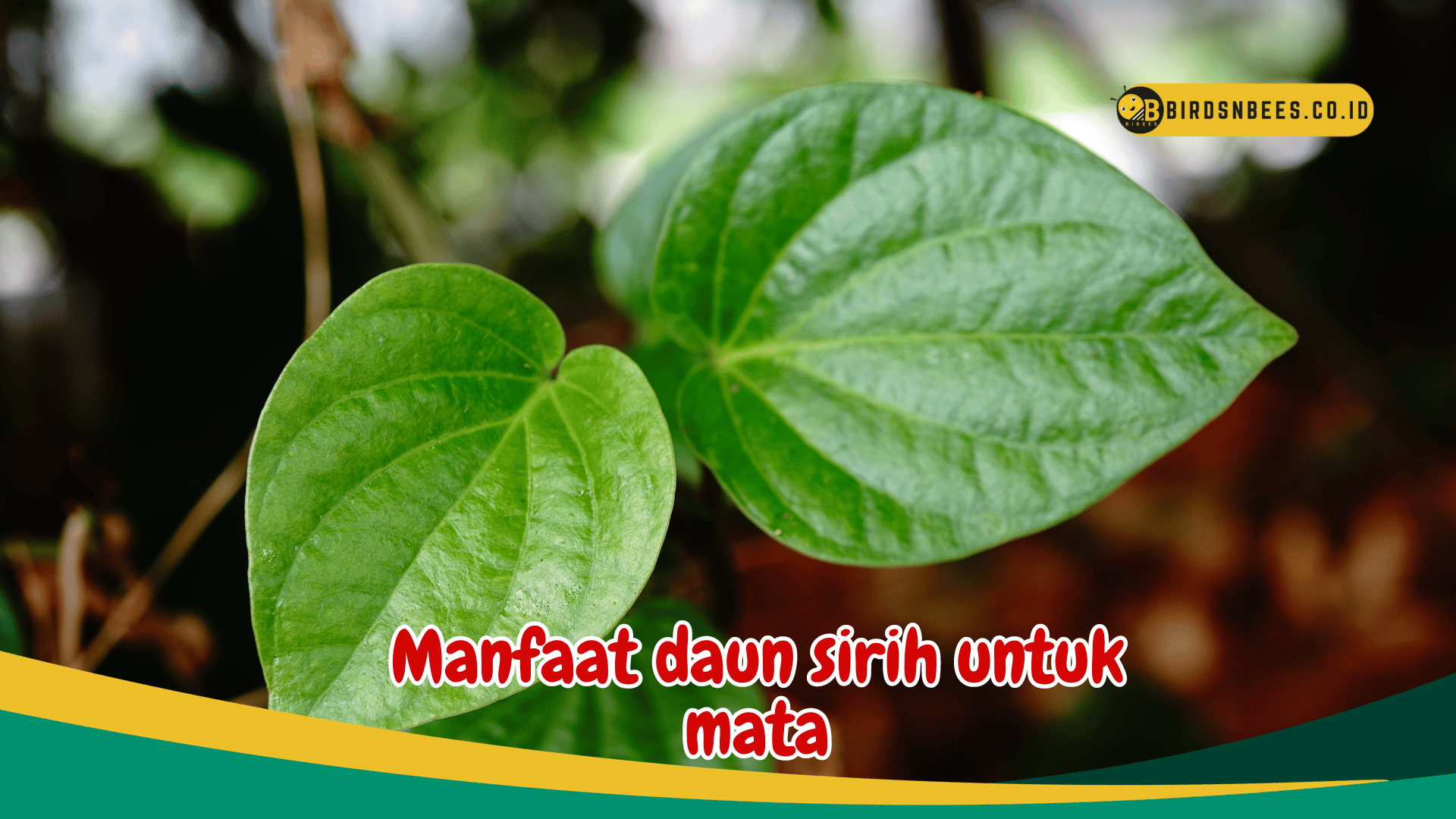 Manfaat daun sirih untuk kesehatan mata Manfaat daun sirih untuk kesehatan mata