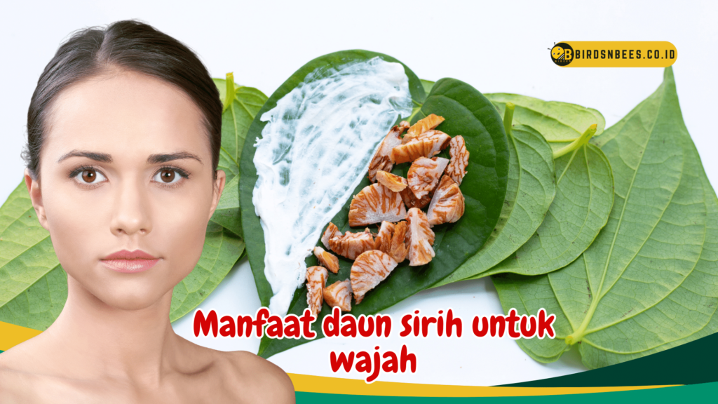 Manfaat daun sirih untuk wajah Manfaat daun sirih untuk wajah