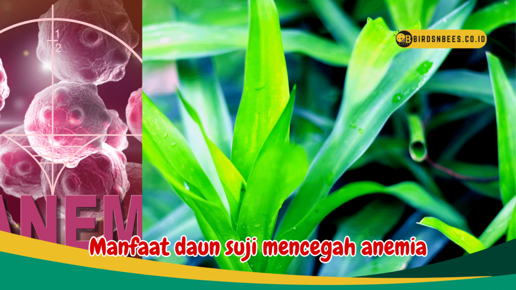 Manfaat daun suji mencegah anemia Manfaat daun suji mencegah anemia