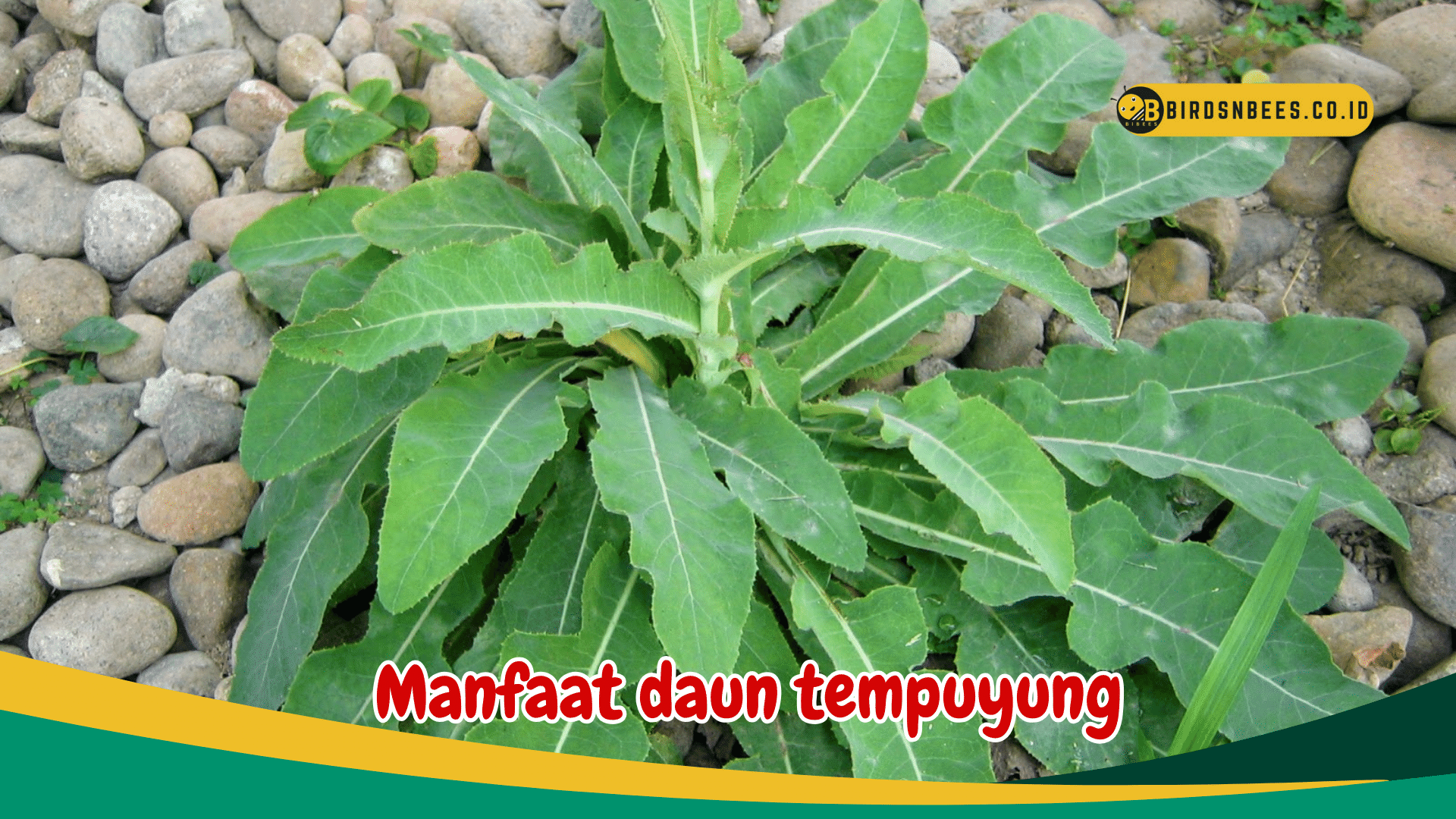 Kenali berbagai manfaat daun tempuyung untuk kesehatan, salah satunya mencagah hipertensi Kenali berbagai manfaat daun tempuyung untuk kesehatan, salah satunya mencagah hipertensi