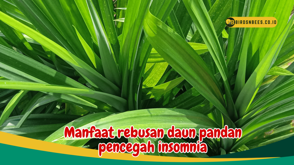 Manfaat rebusan daun pandan pencegah insomnia Manfaat rebusan daun pandan pencegah insomnia