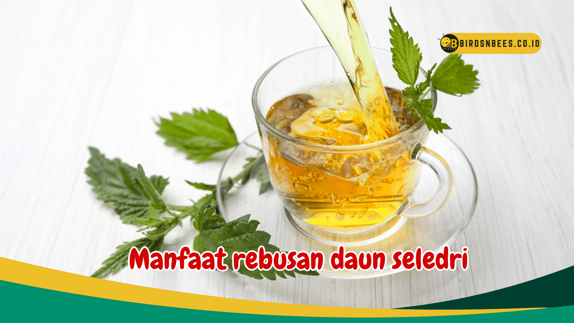 Manfaat rebusan daun seledri menigkatkan kesehatan ginjal Manfaat rebusan daun seledri menigkatkan kesehatan ginjal