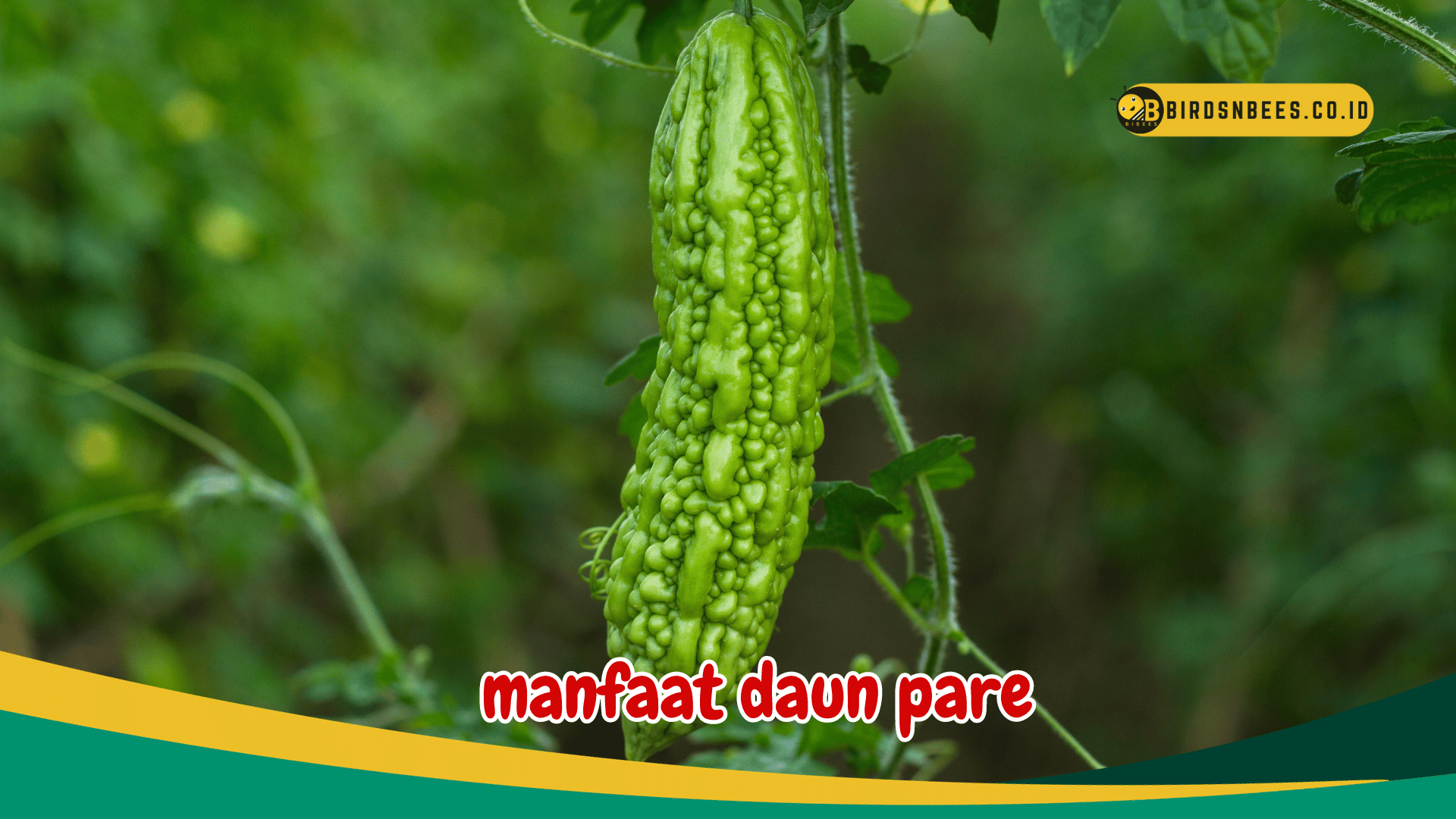 Manfaat daun pare pengendalian gula darah