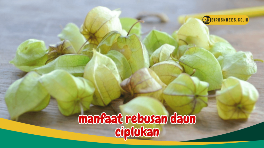manfaat rebusan daun ciplukan manfaat rebusan daun ciplukan