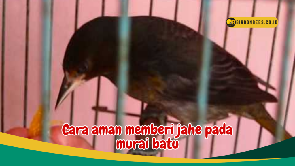Cara aman memberi jahe pada murai batu Cara aman memberi jahe pada murai batu