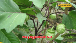 Cara penggunaan dan dosis