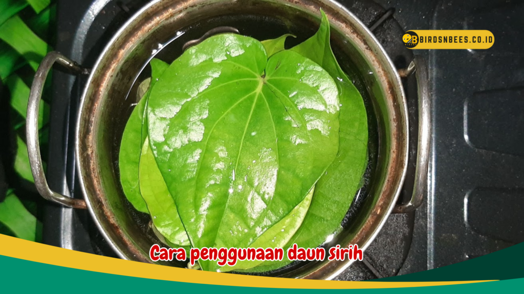 Cara penggunaan daun sirih
