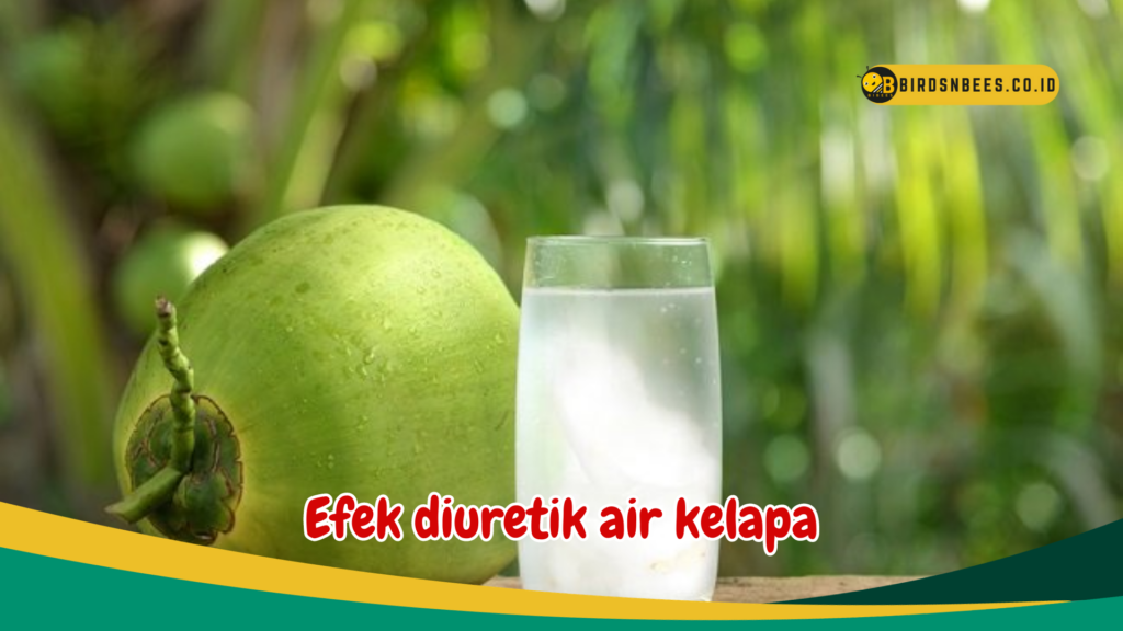Efek diuretik air kelapa Efek diuretik air kelapa