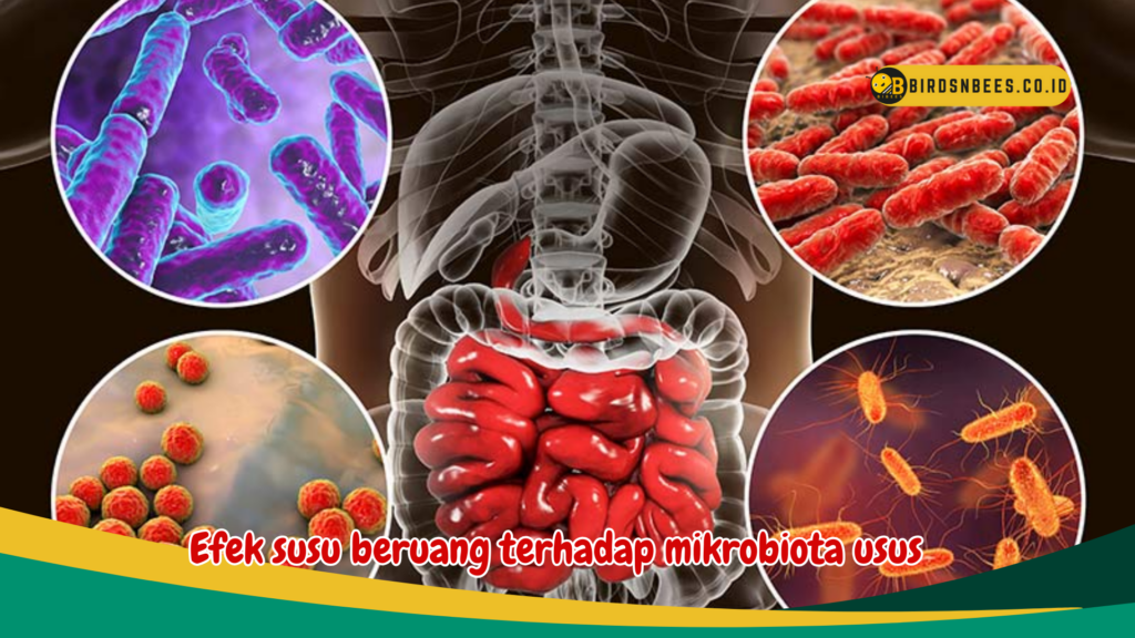 Efek susu beruang terhadap mikrobiota usus Efek susu beruang terhadap mikrobiota usus