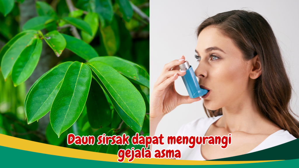 Daun sirsak dapat mengurangi gejala asma Daun sirsak dapat mengurangi gejala asma