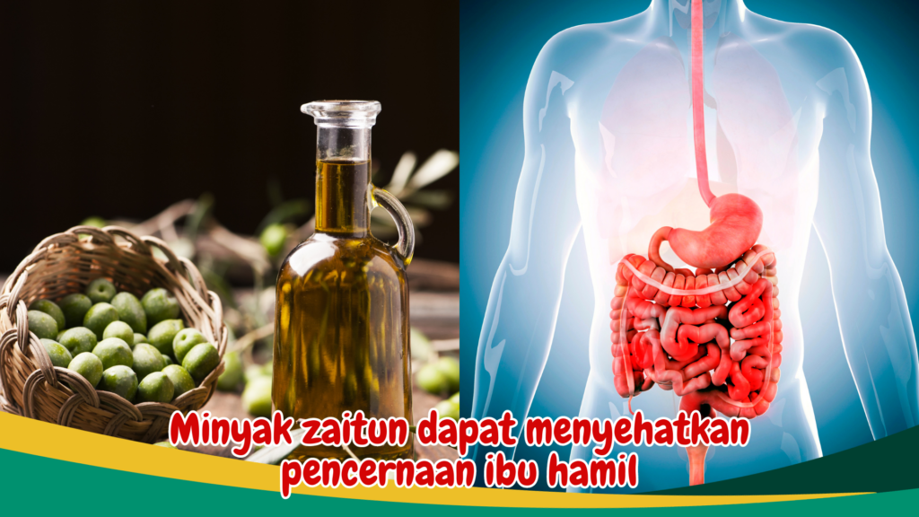 Minyak zaitun dapat menyehatkan pencernaan bumil Minyak zaitun dapat menyehatkan pencernaan bumil
