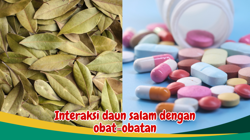 Interaksi daun salam dengan obat-obatan Interaksi daun salam dengan obat-obatan