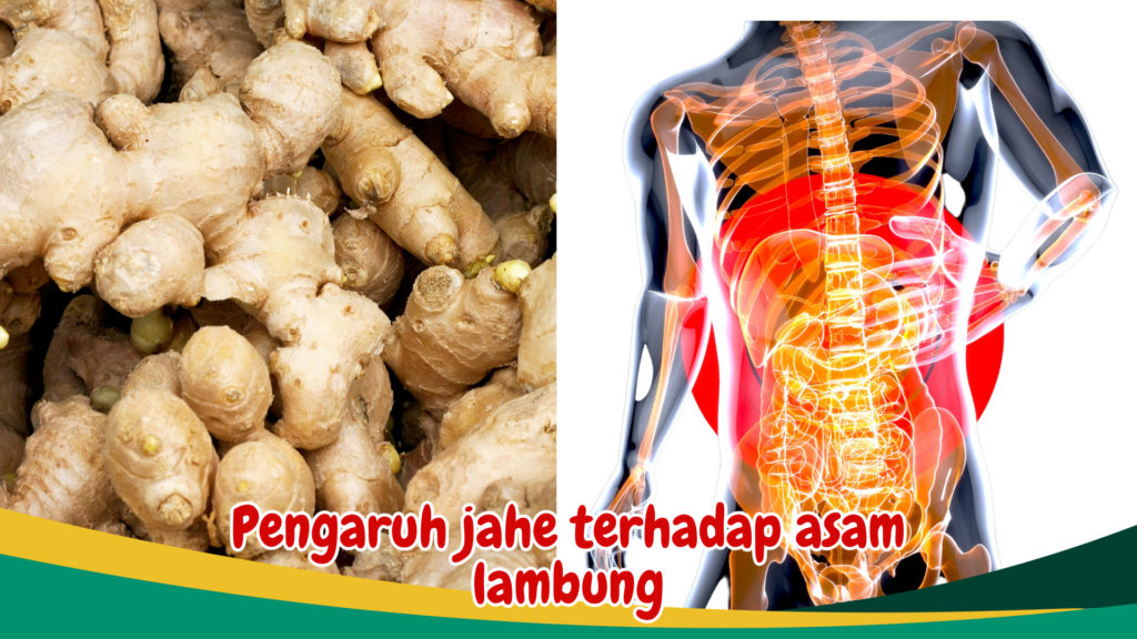 Pengaruh jahe terhadap asam lambung Pengaruh jahe terhadap asam lambung