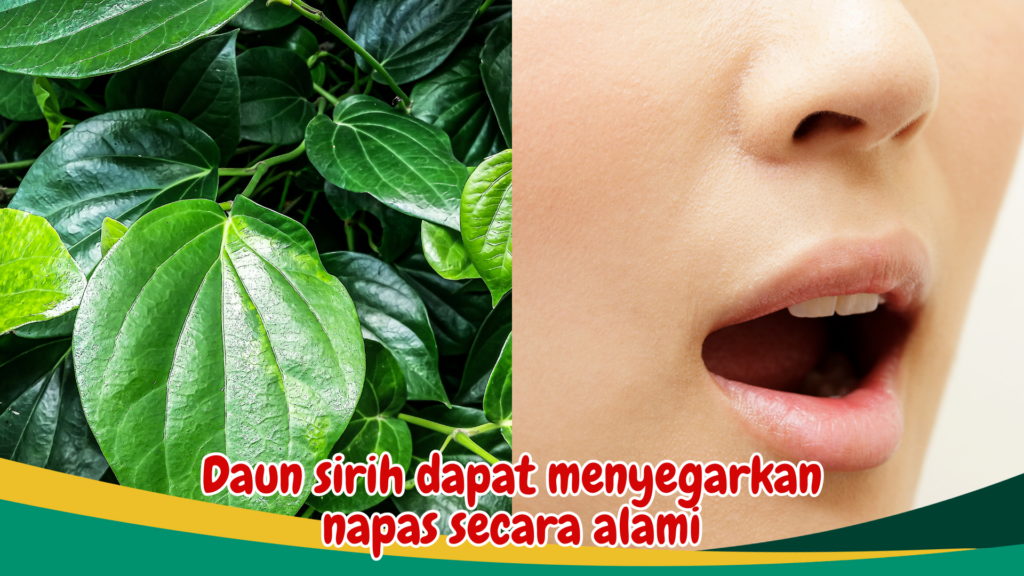 Daun sirih dapat menyegarkan napas secara alami