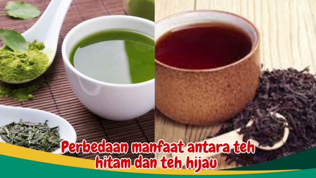 Perbedaan manfaat antara teh hitam dan teh hijau Perbedaan manfaat antara teh hitam dan teh hijau