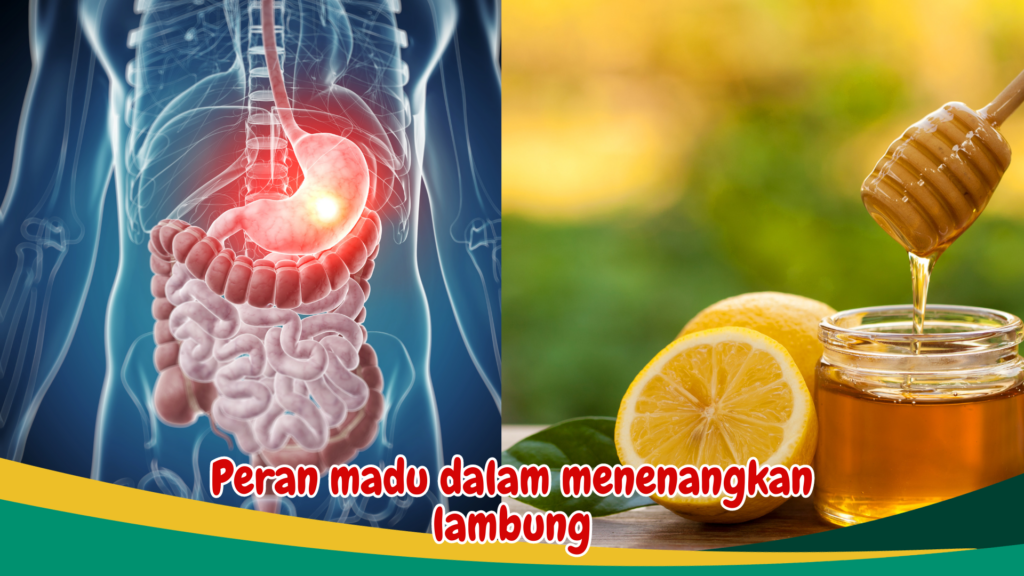 Peran madu dalam menenangkan lambung Peran madu dalam menenangkan lambung