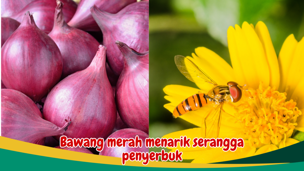 Bawang merah menarik serangga penyerbuk Bawang merah menarik serangga penyerbuk