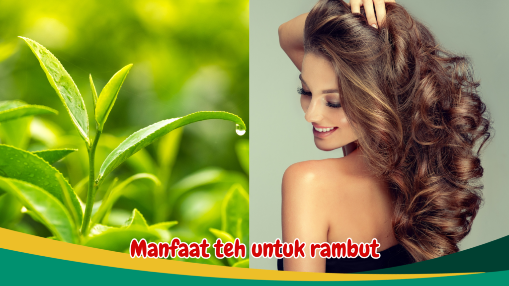 Manfaat teh untuk rambut