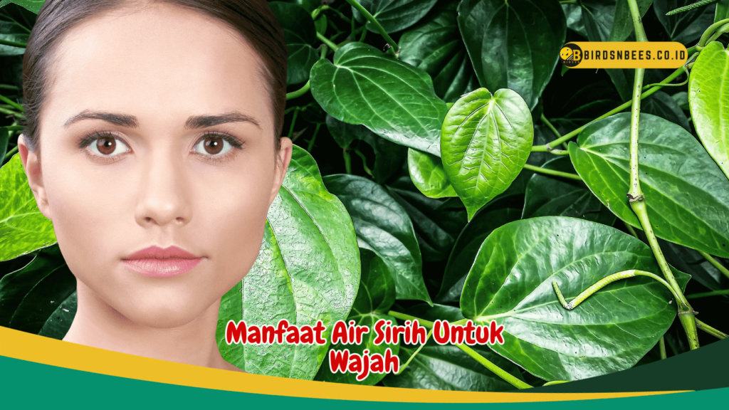 Manfaat Air Sirih Untuk Wajah