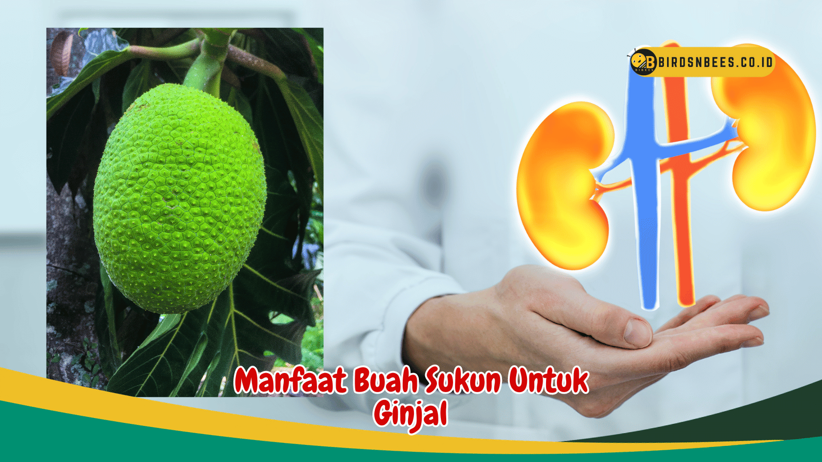 Membongkar Manfaat Buah Sukun dalam Menunjang Kesehatan Ginjal Membongkar Manfaat Buah Sukun dalam Menunjang Kesehatan Ginjal