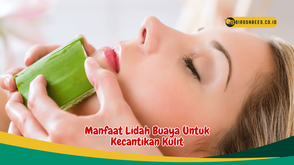 Manfaat Lidah Buaya Untuk Kecantikan Kulit Manfaat Lidah Buaya Untuk Kecantikan Kulit