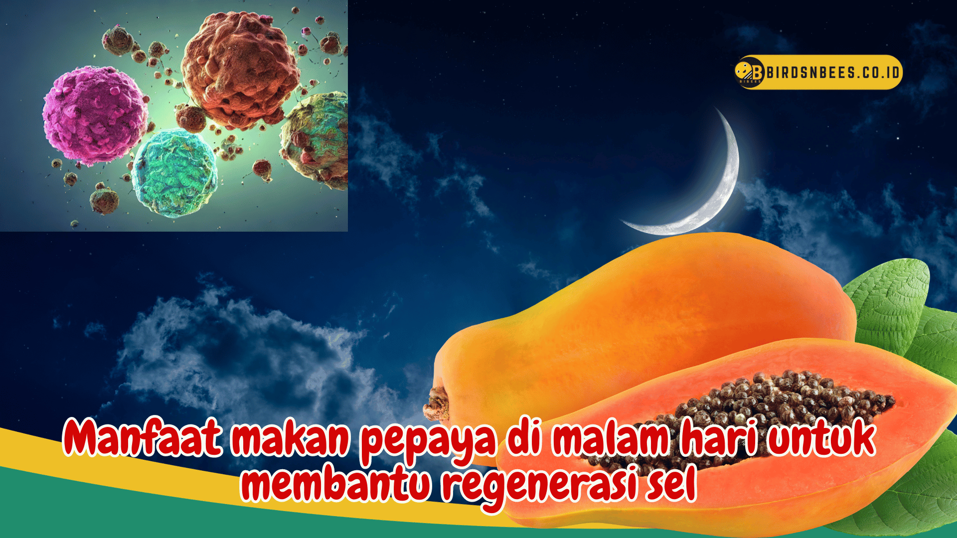 Untuk regenerasi sel yang sehat, Ketahui Manfaat makan pepaya di malam hari Untuk regenerasi sel yang sehat, Ketahui Manfaat makan pepaya di malam hari