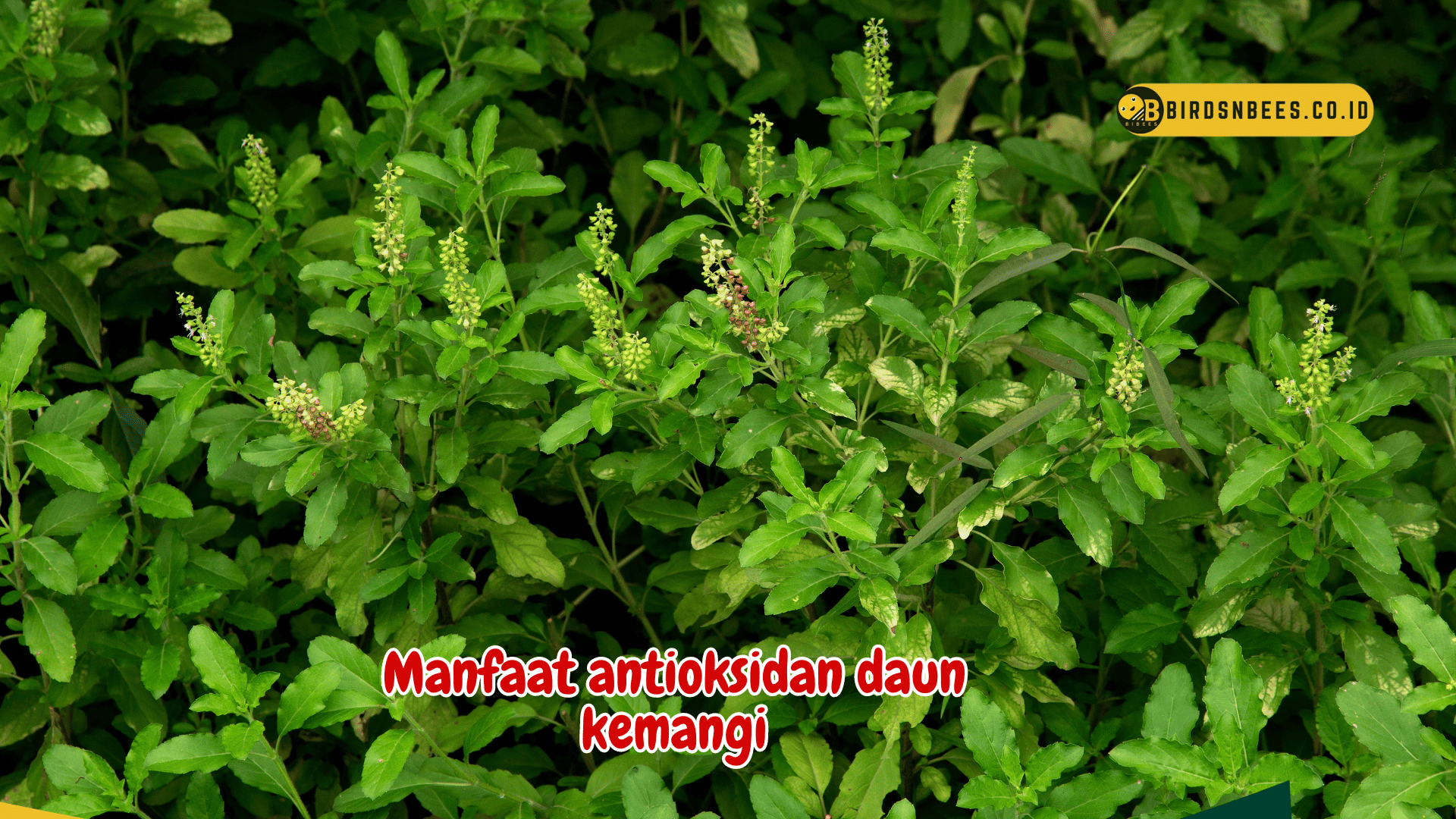 Manfaat daun kemangi untuk kesehatan, terutama untuk mengatur kadar gula darah