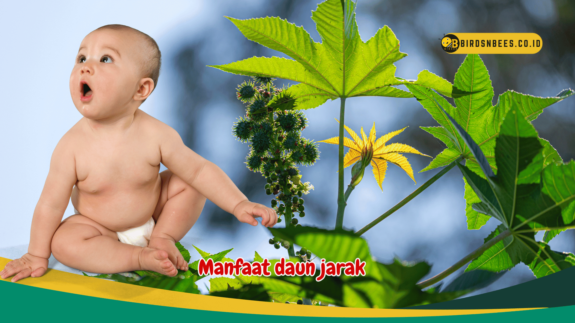 Optimalkan Kesehatan Bayi dengan Manfaat Luar Biasa dari Daun Jarak Optimalkan Kesehatan Bayi dengan Manfaat Luar Biasa dari Daun Jarak