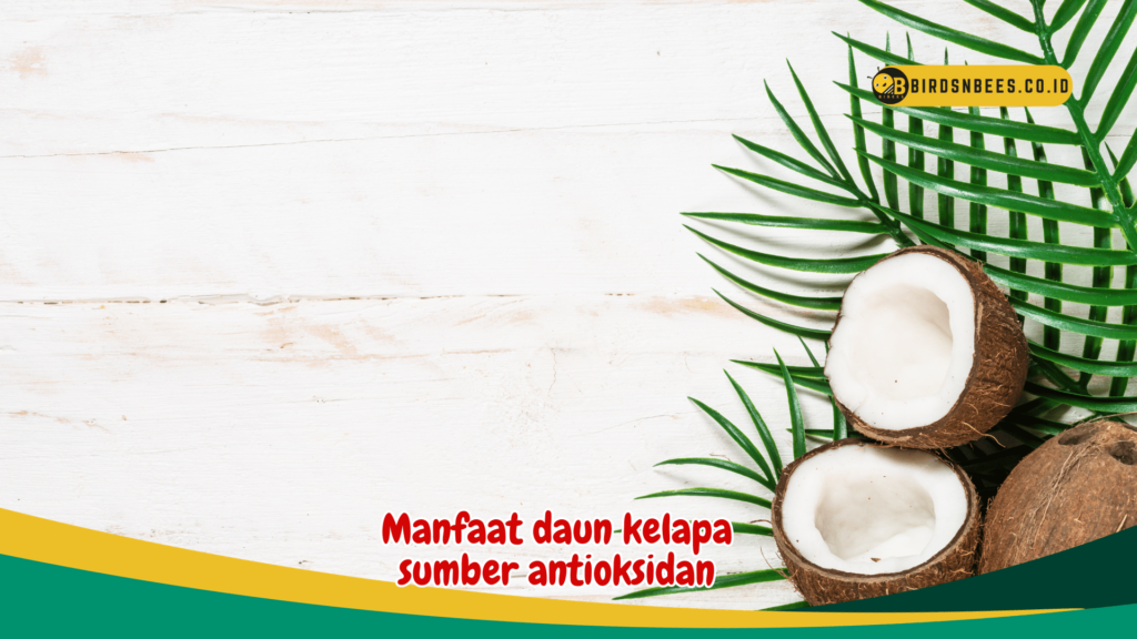 Manfaat daun kelapa sumber antioksidan