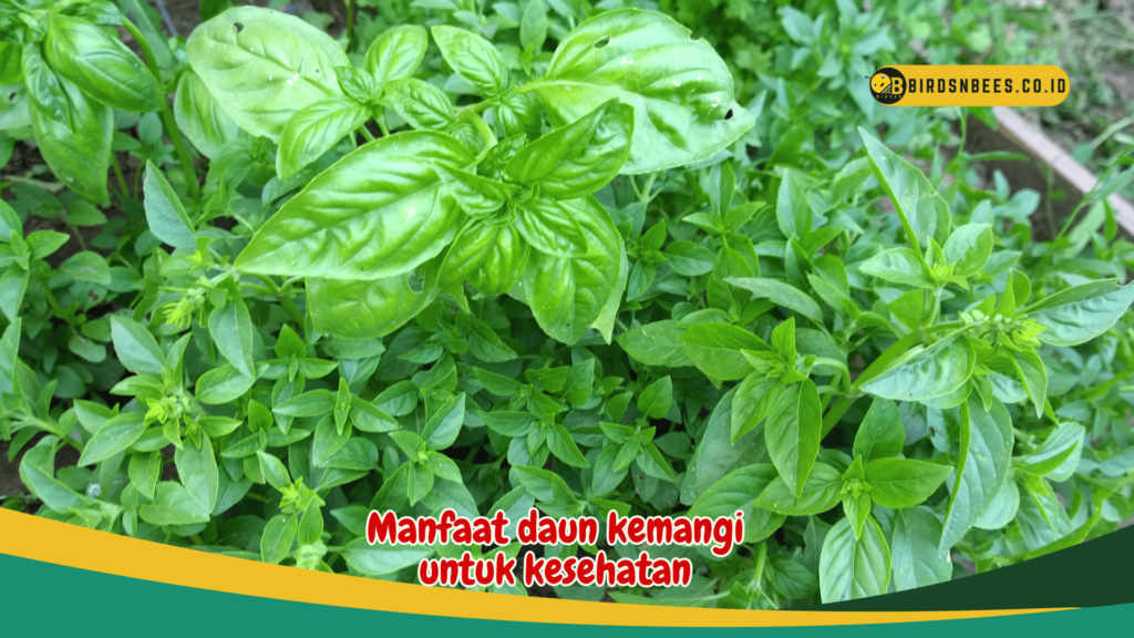 manfaat daun kemangi untuk kesehatan manfaat daun kemangi untuk kesehatan