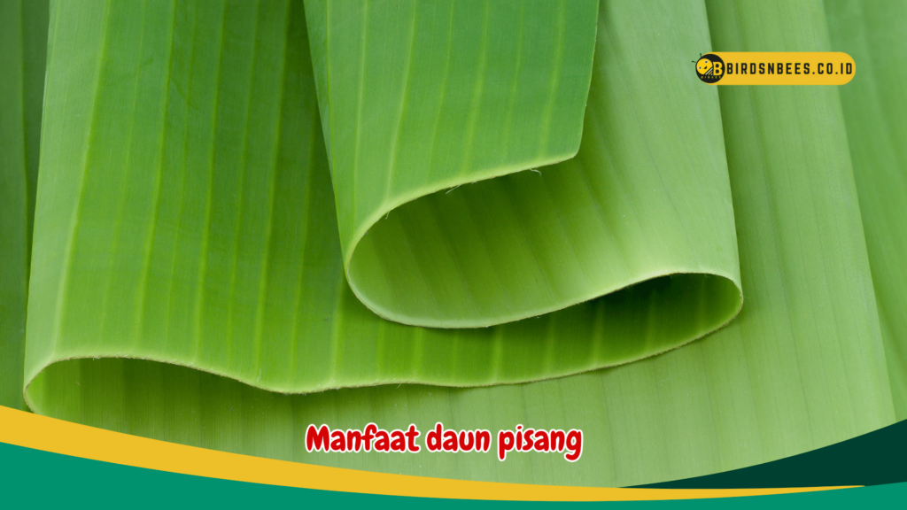 Manfaat daun pisang Manfaat daun pisang