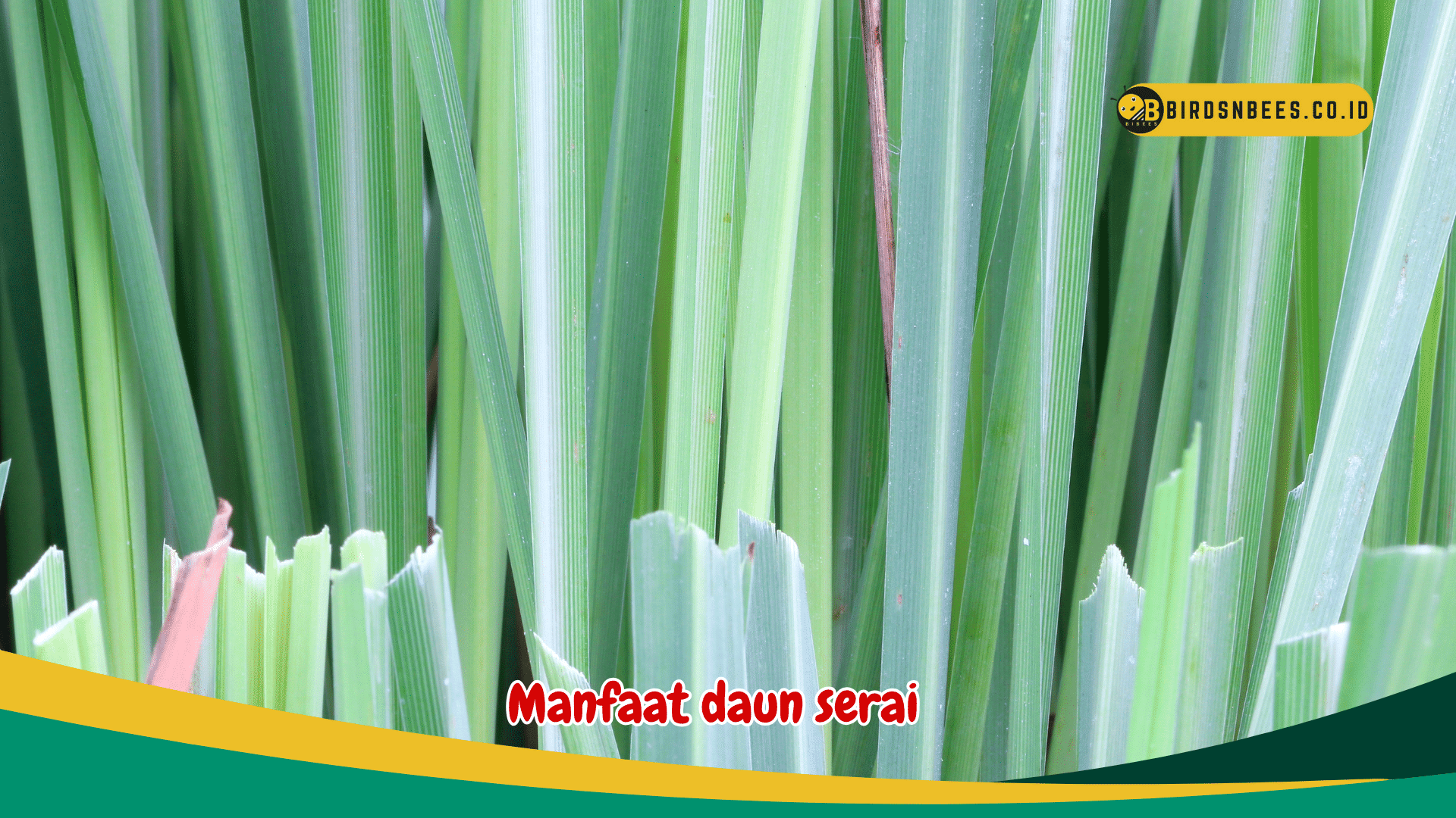 Manfaat daun serai bagi kesehatan tubuh kita Manfaat daun serai bagi kesehatan tubuh kita