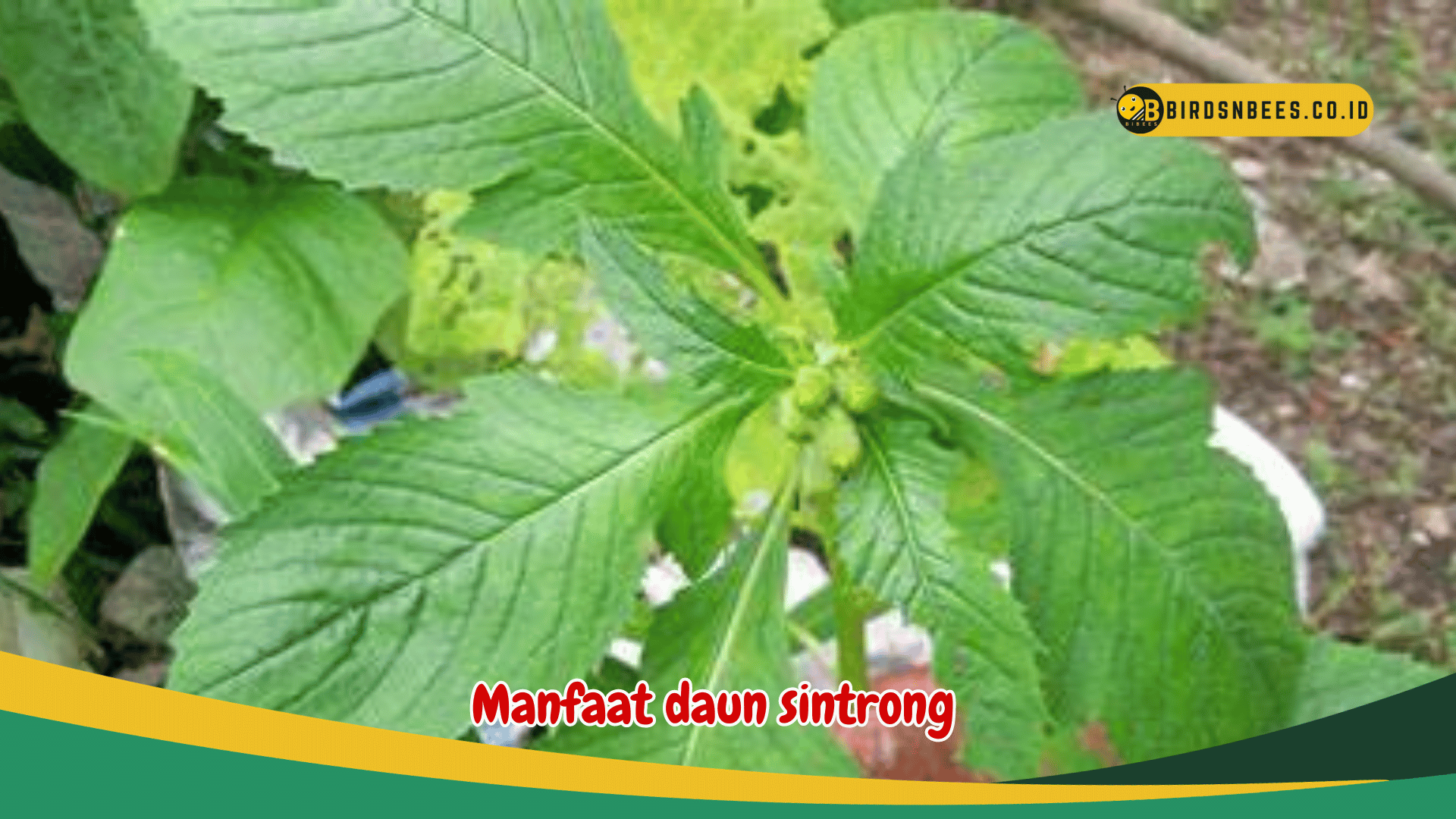 Manfaat daun sintrong untuk kesehatan Manfaat daun sintrong untuk kesehatan