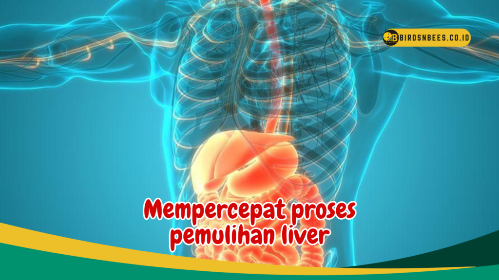 Mempercepat proses pemulihan liver Mempercepat proses pemulihan liver