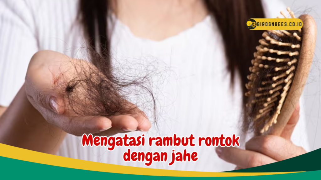 Mengatasi rambut rontok dengan jahe Mengatasi rambut rontok dengan jahe