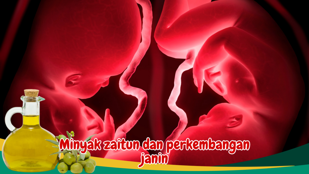 Minyak zaitun dan perkembangan janin Minyak zaitun dan perkembangan janin