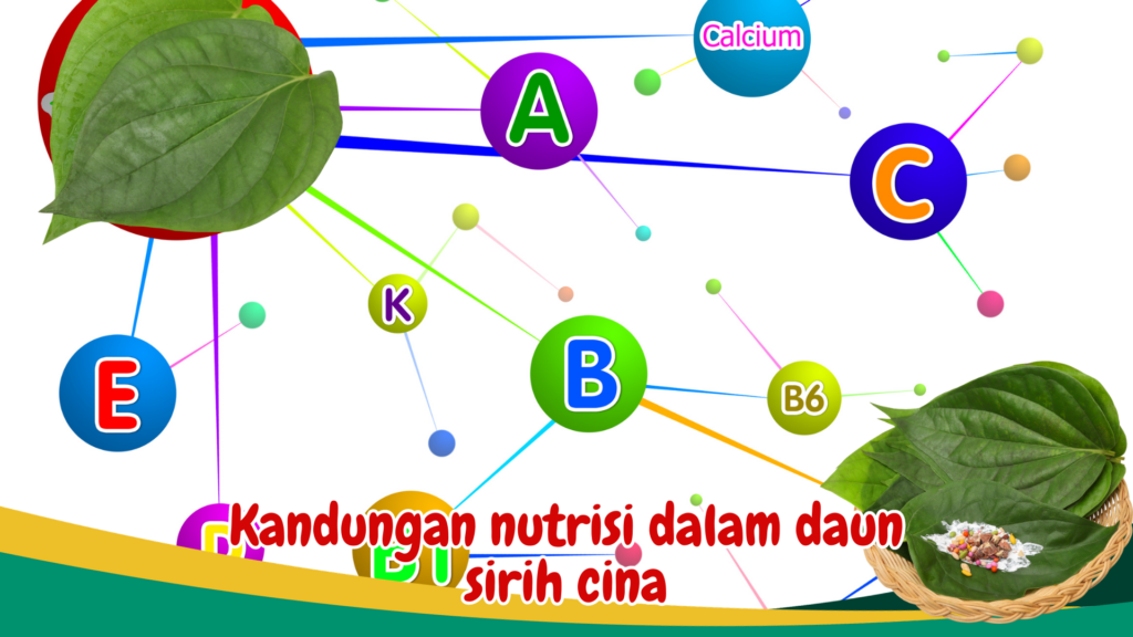 Kandungan nutrisi dalam daun sirih cina Kandungan nutrisi dalam daun sirih cina
