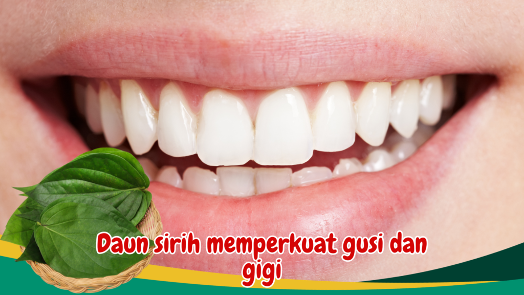 Daun sirih memperkuat gusi dan gigi