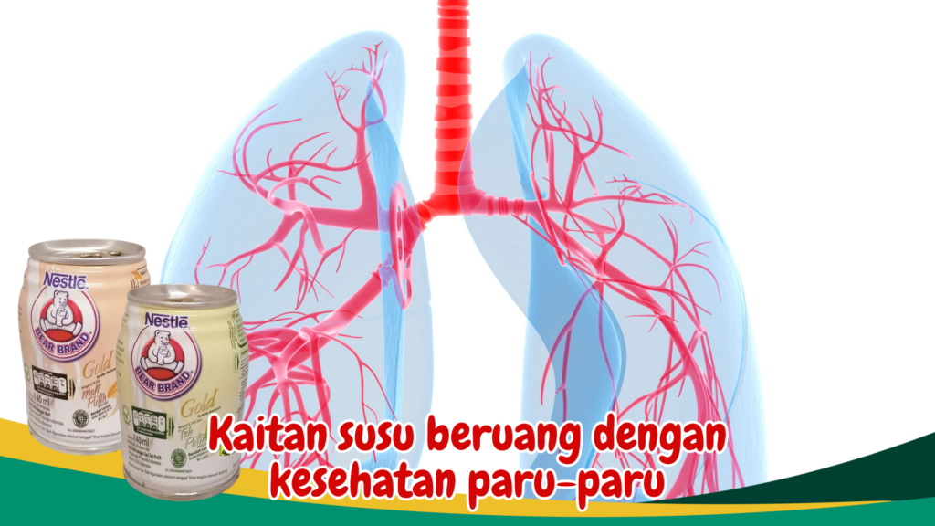 Kaitan susu beruang dengan kesehatan paru-paru Kaitan susu beruang dengan kesehatan paru-paru