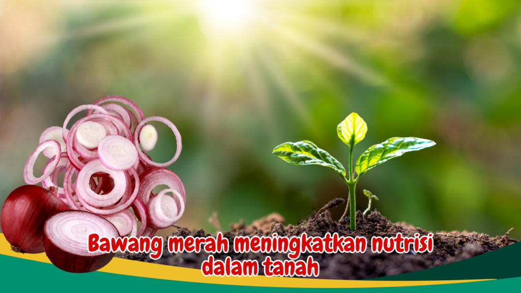 Bawang merah meningkatkan nutrisi dalam tanah Bawang merah meningkatkan nutrisi dalam tanah