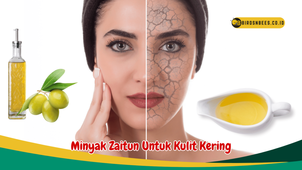 Minyak Zaitun Untuk Kulit Kering Minyak Zaitun Untuk Kulit Kering