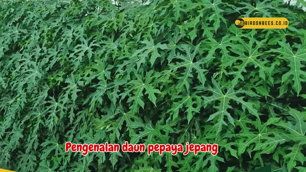 Pengenalan daun pepaya jepang Pengenalan daun pepaya jepang