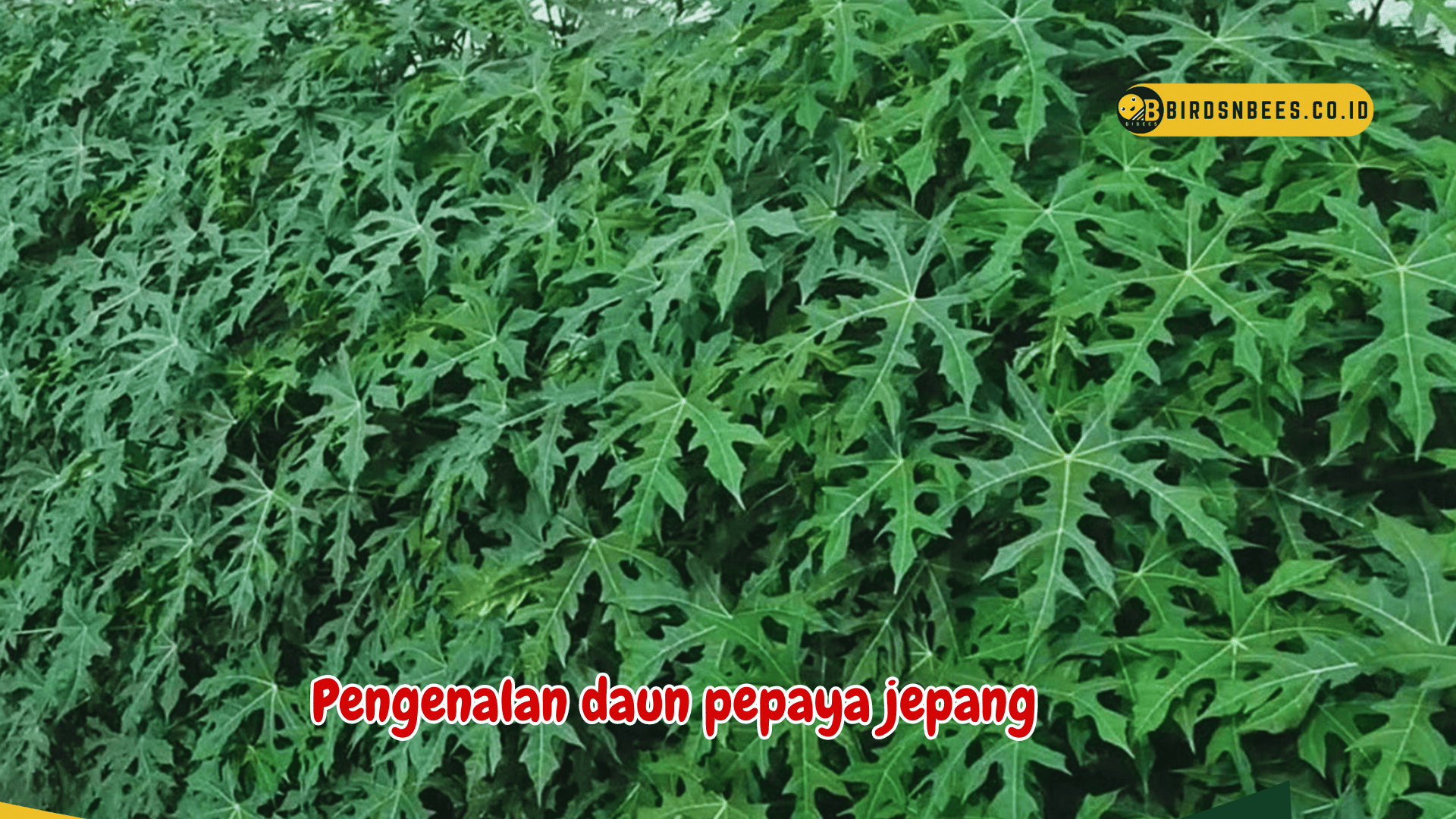 Membantu pemulihan pasien demam berdarah, Inilah sederet Manfaat daun pepaya jepang untuk kesehatan tubuh kita Membantu pemulihan pasien demam berdarah, Inilah sederet Manfaat daun pepaya jepang untuk kesehatan tubuh kita