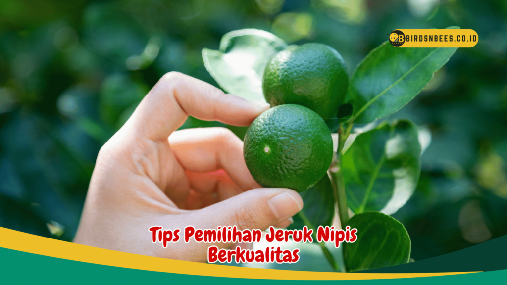 Tips Pemilihan Jeruk Nipis Berkualitas Tips Pemilihan Jeruk Nipis Berkualitas