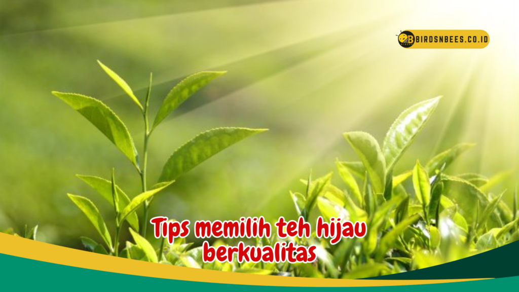 Tips memilih teh hijau berkualitas Tips memilih teh hijau berkualitas