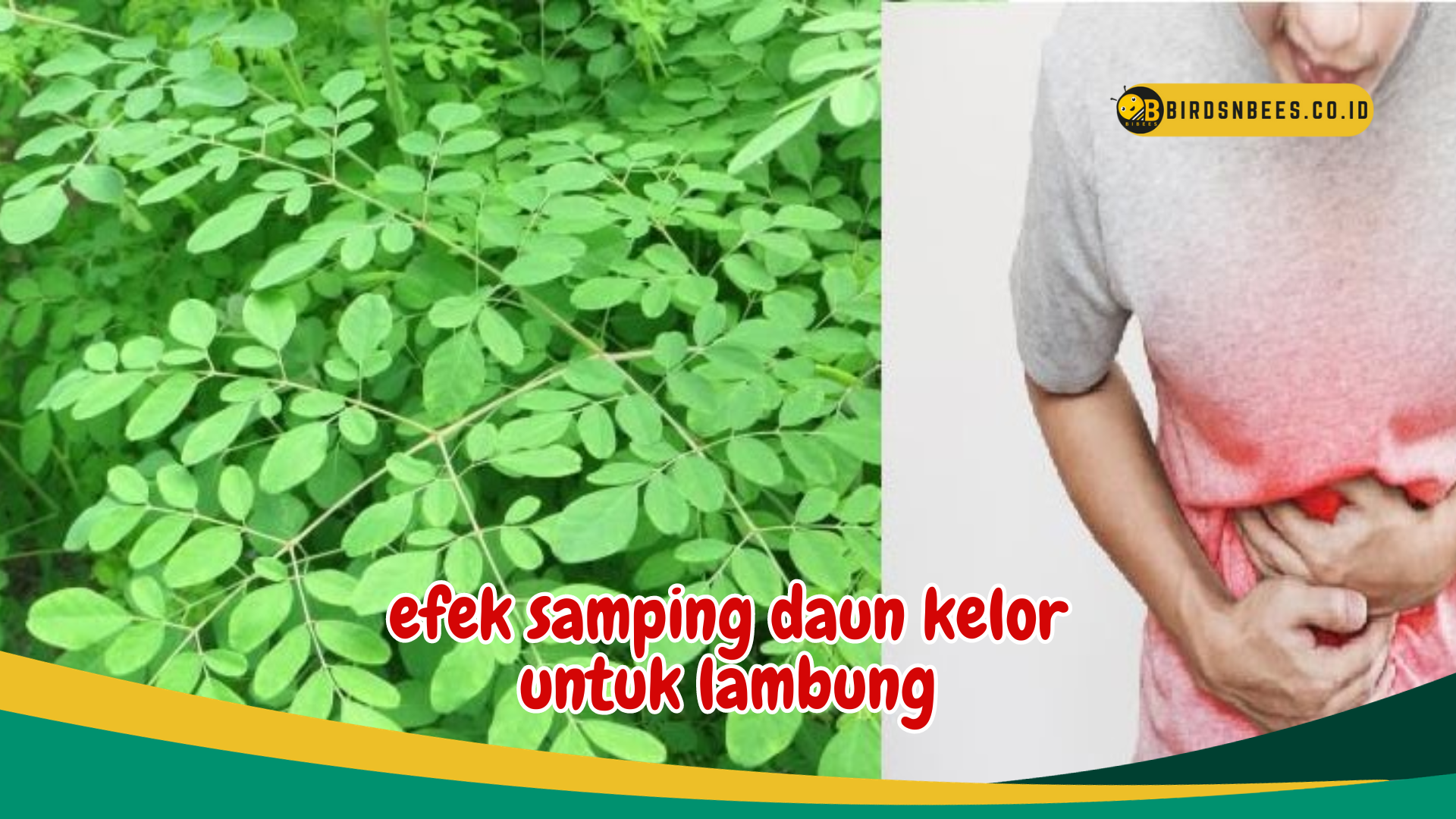Dapat Menyebabkan Iritasi Lambung, Waspadai Efek Samping Daun Kelor untuk Lambung Dapat Menyebabkan Iritasi Lambung, Waspadai Efek Samping Daun Kelor untuk Lambung