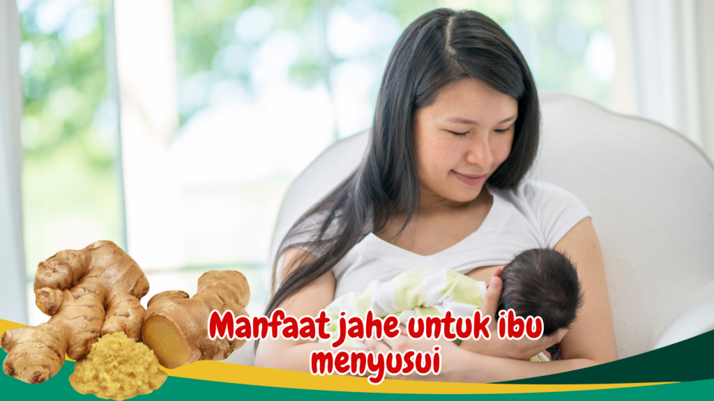 Manfaat jahe untuk ibu menyusui Manfaat jahe untuk ibu menyusui