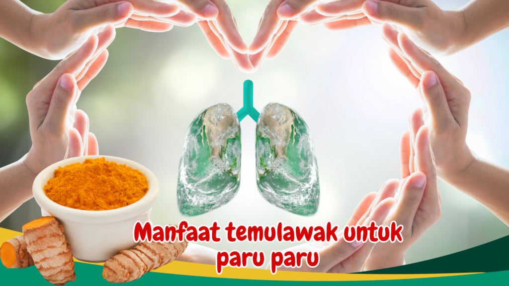Manfaat temulawak untuk paru paru Manfaat temulawak untuk paru paru