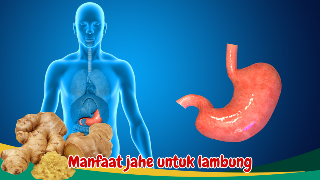 Manfaat jahe untuk lambung Manfaat jahe untuk lambung
